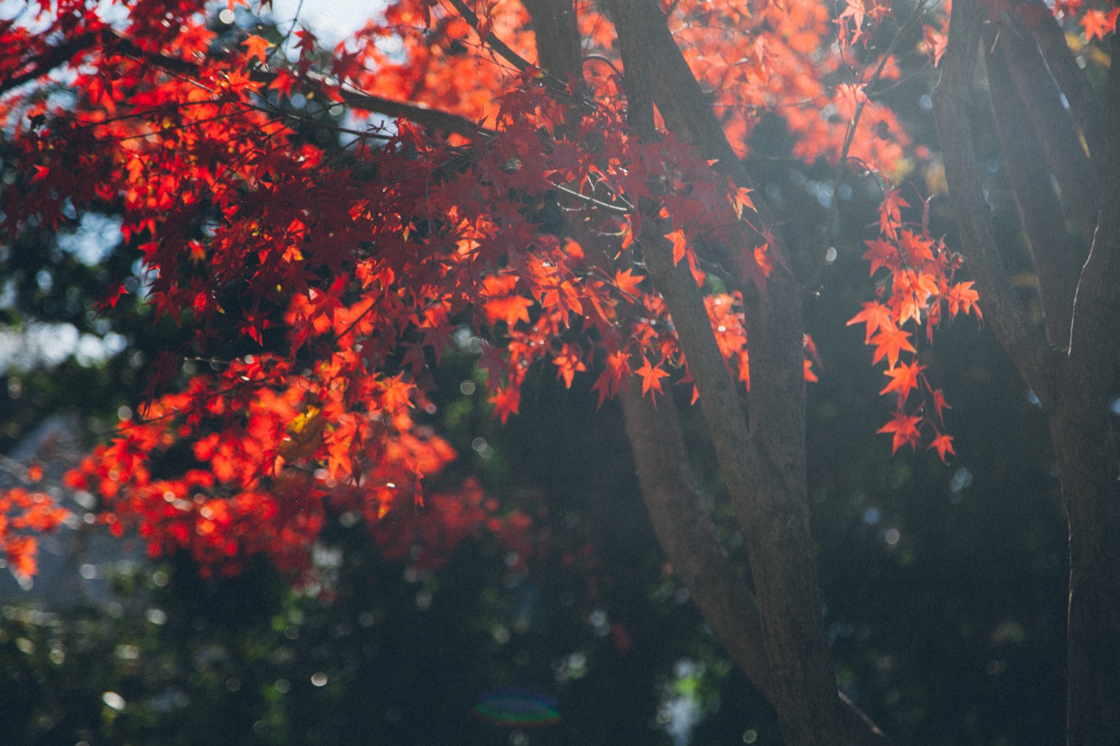 Maple tree